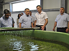 Около 4,3 млн мальков осетровых рыб планируют выпустить в реку Дон в Ростовской области