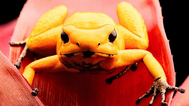Эволюционисты выяснили, как появилась яркая окраска, предупреждающая о ядовитости