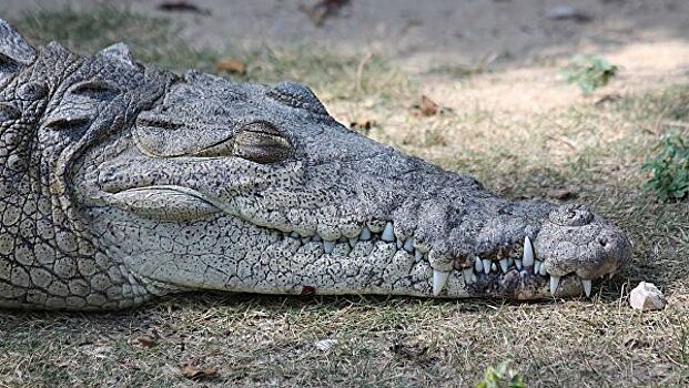 В Симферополе во дворе нашли головы двух крокодилов