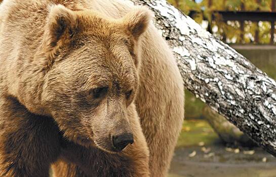 Россияне дали свою оценку поединку Хабиба с медведем