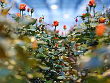 Розы круглый год: Как выращивают цветы на ижевских плантациях