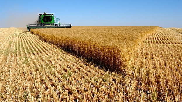В Зерновом союзе оценили реакцию США на рекордные показатели урожая и экспорта пшеницы в России