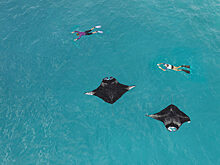 Полюбуйтесь миграцией скатов в The Westin Maldives Miriandhoo Resort