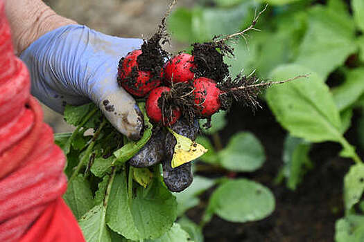 Садовод Туманов: работа на даче продлевает жизнь