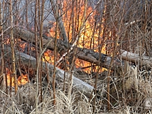 В Рослесхозе природные пожары связали с изменениями климата