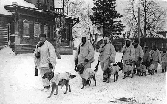 Сапёрами и санитарами были собаки во время войны: рассказываем о малоизвестных фактах