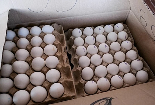 Чем полезны яйца, как их правильно выбирать при покупке и хранить