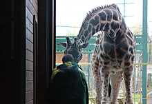 Новый жираф приехал в нижегородский зоопарк «Лимпопо»