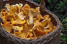 Новосибирцы продолжают сезон грибов, несмотря на холода
