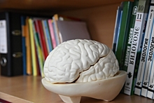Названы 7 лучших продуктов для здоровья мозга
