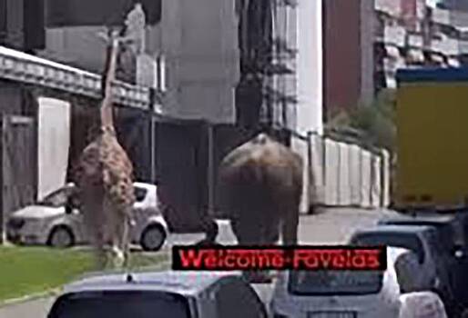 Побег слона и жирафа со съемочной площадки попал на видео