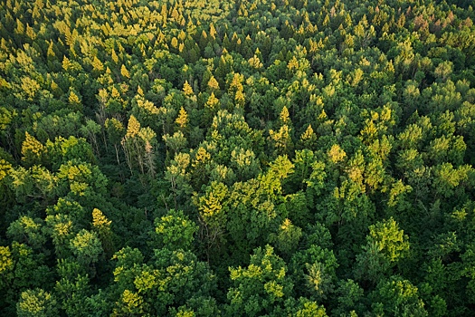 В России на 20% увеличат площадь контроля лесов из космоса