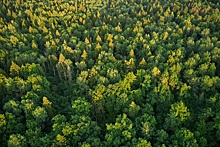 В России на 20% увеличат площадь контроля лесов из космоса