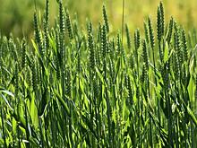 Тематический парк студии Universal готовится к отрытию в Пекине