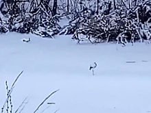 Под Перевозом вновь заметили аиста, который не улетел не юга и остался зимовать