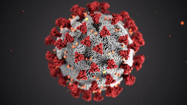 Вирусолог: когда коронавирус можно будет считать сезонным заболеванием