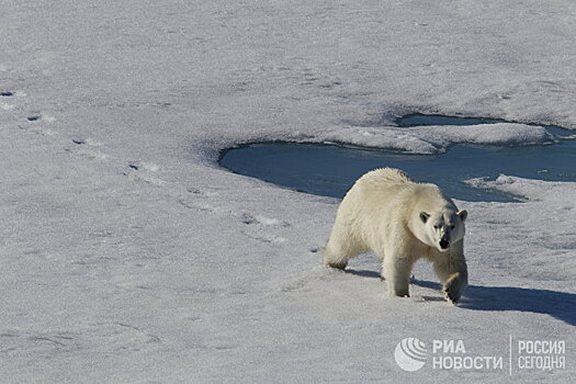 The Guardian (Великобритания): нашествие белых медведей, пчелогеддон... Мы сами виноваты!