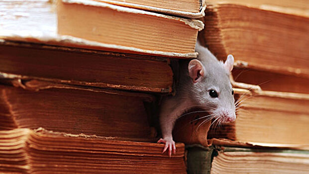 Наночастицы "научили" мышей видеть тепло