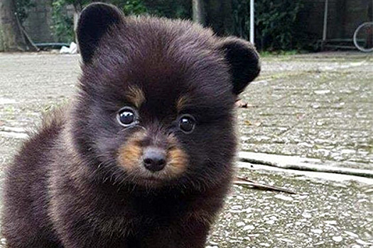 Пользователи сети зашли в тупик в попытке угадать зверя на фотографии