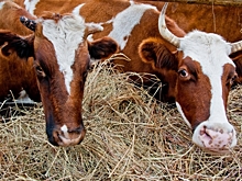 В Волгоградской области ликвидируют два очага лейкоза КРС