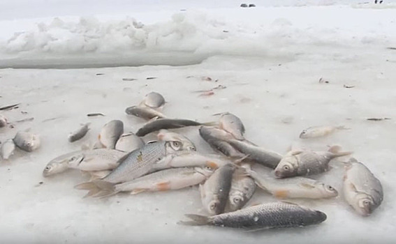 Рыба гибнет в озерах Карасукского района