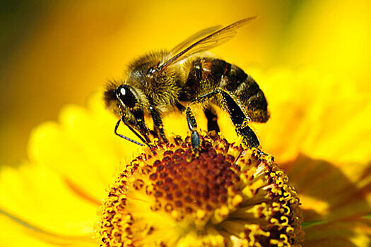 В Госдуме взялись за расследование загадочной гибели пчел