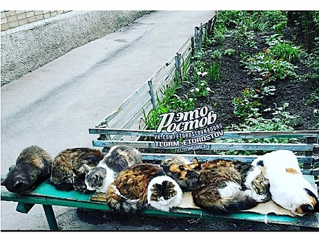 &laquo;Навык профессора Макгонагалл&raquo;: ростовчане в Александровке обнаружили &laquo;сонное царство&raquo;