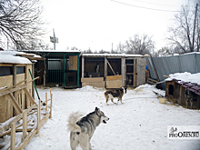 «Аризона» продлила контракт с Майо на 3 года и 2,85 млн долларов