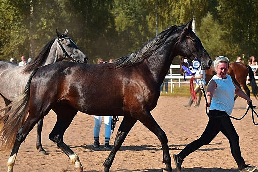 Исчезла самая красивая лошадь России