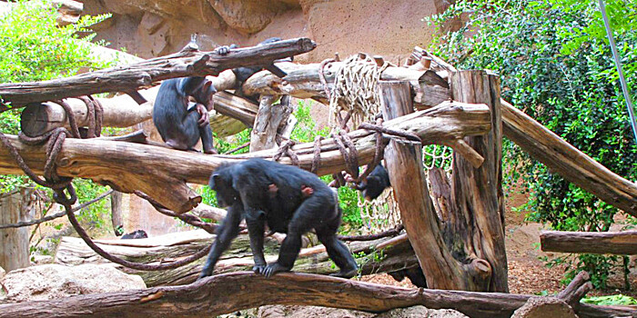 У шимпанзе нашли сходство с пожилыми людьми