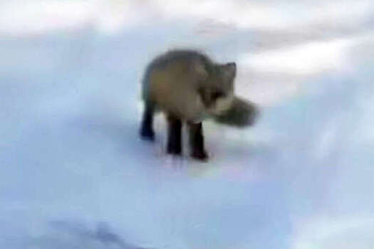 На видео попала прыгающая лисица, которая веселит россиян на дороге