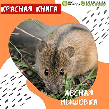 В экоцентре «Экошкола Кусково» рассказали о лесной мышовке