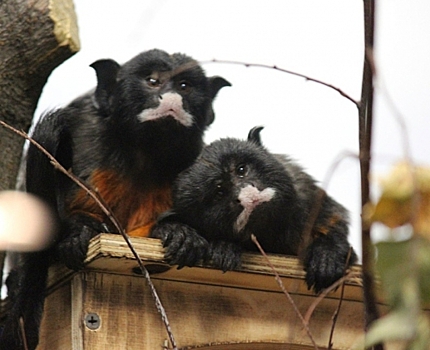 В Новосибирский зоопарк приехали белогубые обезьянки