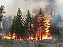 Специалисты тушат в регионах России лесные пожары на площади 44,2 тыс. га