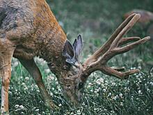 Охотник спас двух оленей при помощи пилы
