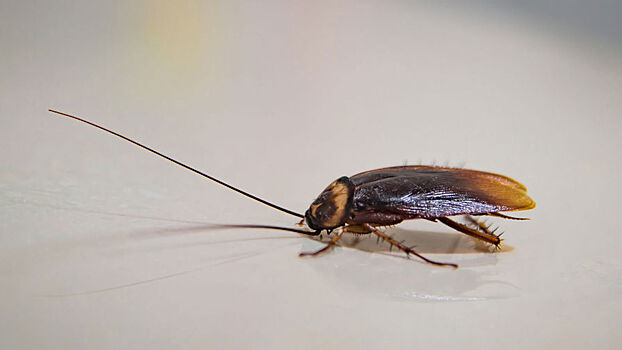 Москвичи хотели отравить тараканов и взорвали газовый баллон