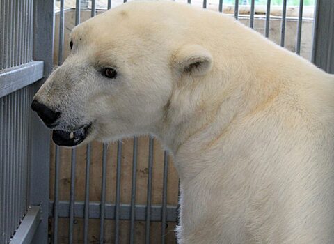 Возвращение белого медведя Седова в Красноярск откладывается