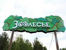 "Прямой контакт с посетителями у нас невозможен". Случай с енотом к экопарку "Зоолесье" отношения не имеет
