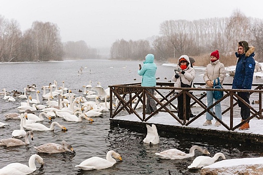На Алтае на незамерзающих озерах зимуют 1,5 тысячи лебедей