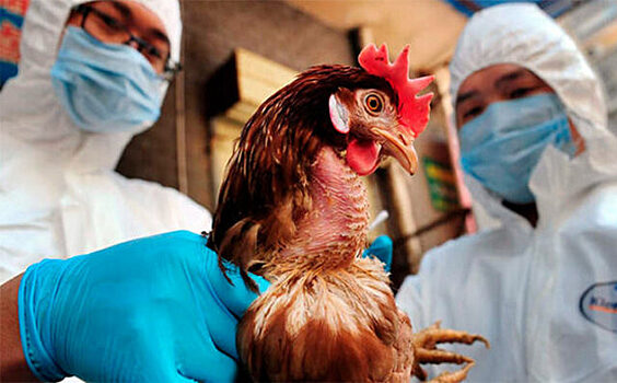Роспотребнадзор сообщает о вспышке птичьего гриппа во Вьетнаме