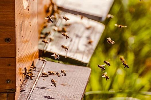 Как действовать пчеловодам при получении извещения о грядущей агрохимической обработке посевов