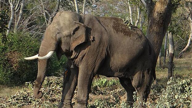 В Таиланде слон растоптал автомобиль вместе с водителем