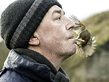 Настоящий Доктор Дулиттл: как британец стал повелителем диких птиц