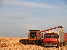 Камышинские аграрии продолжают битву за урожай