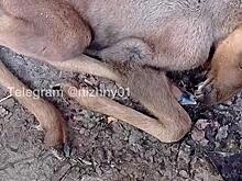 Россиянка спасла оставшегося без родителей лосенка