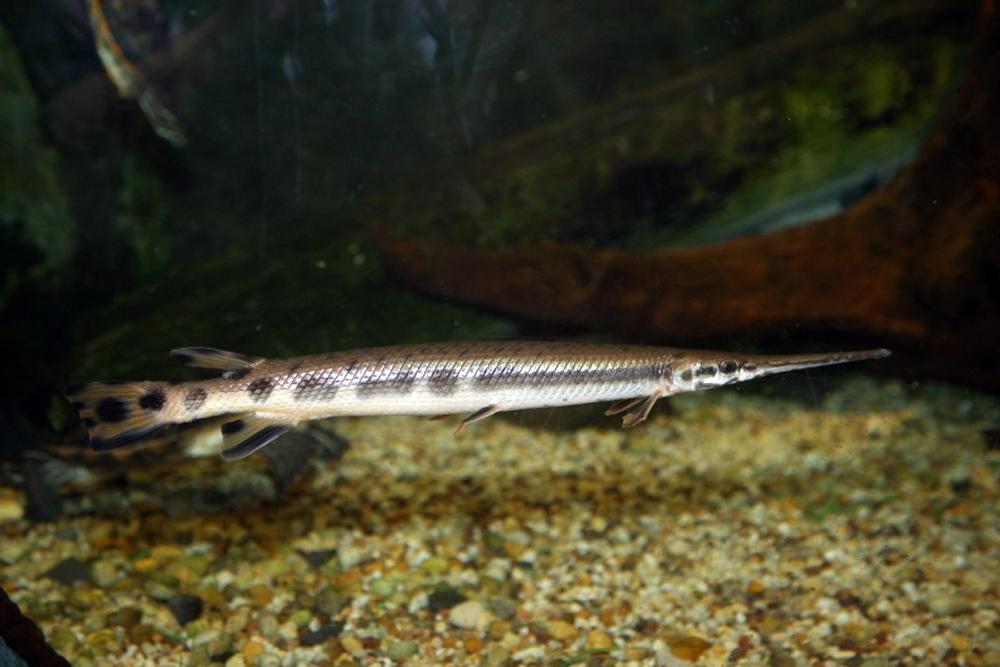 Океанариум Sochi Discovery World Aquarium, Сочи, Россия, Европа