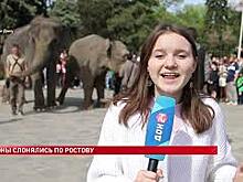 В центре Ростова-на-Дону сегодня гуляли слоны