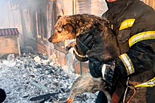 Пожар в приюте для животных в Южно-Сахалинске полностью потушен