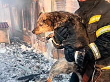 Пожар в приюте для животных в Южно-Сахалинске полностью потушен