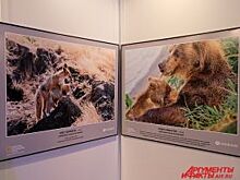 В Перми открылась выставка «Дикая природа России»